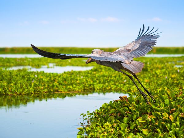A Complete Guide to Driving Yourself Across the Bangweulu Wetlands